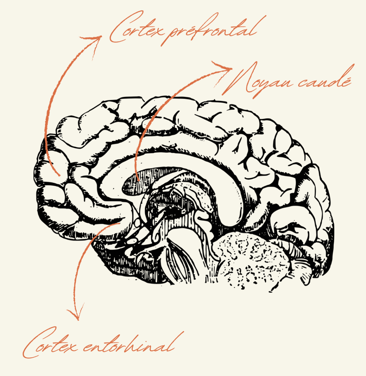 Illustration du cerveau humain annotée pour montrer le cortex préfrontal, le noyau caudé et le cortex entorhinal, structures liées à la méditation et à la pleine conscience.