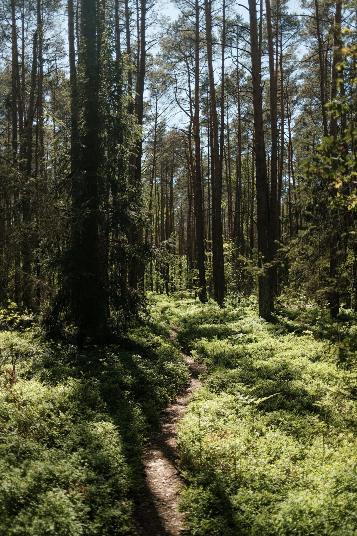Un sentier étroit serpentant à travers une forêt dense, illustrant la métaphore de prendre le mauvais sentier dans le processus de décision.